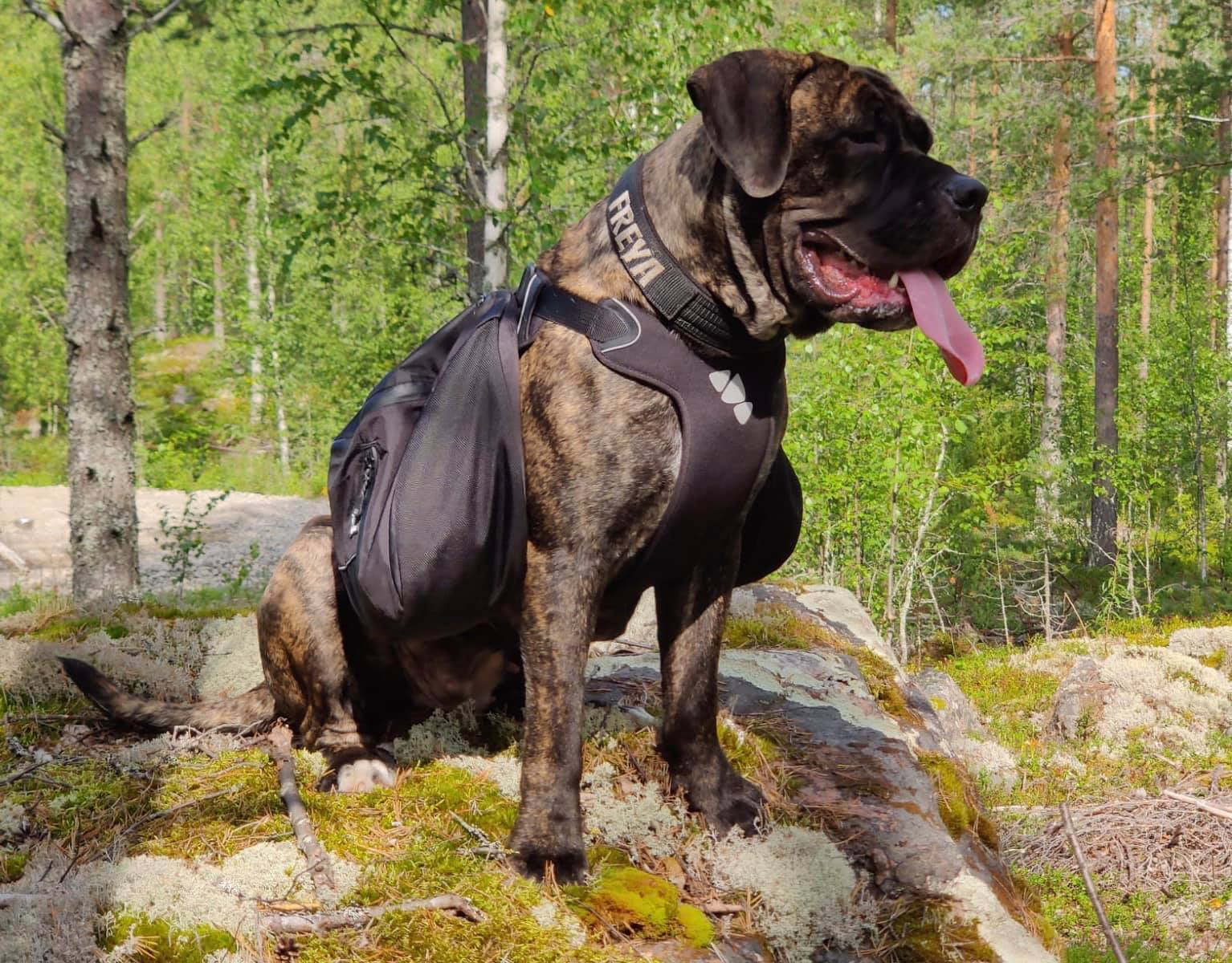 Boerboel vaeltamassa pohjoisen luonnossa