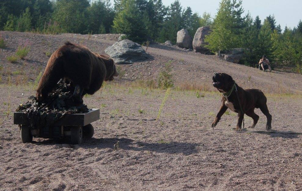 Boerboel uros petotestissä vuonna 2015
